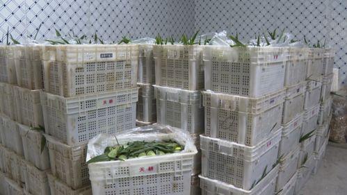 建(jian)甌 網紅(hong) 玉米按根(gen)賣(mai) 農戶(hu)增收(shou)新(xin)渠道(dao)